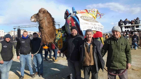 Güreş develerine reklam alıyorlar