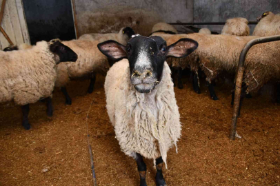 Artvinde desteklenen yerel ırk koyunlar kuzulamaya başladı
