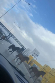 Bursada Ana Yolda Gezen Atlar Faciaya Davetiye Çıkarıyor