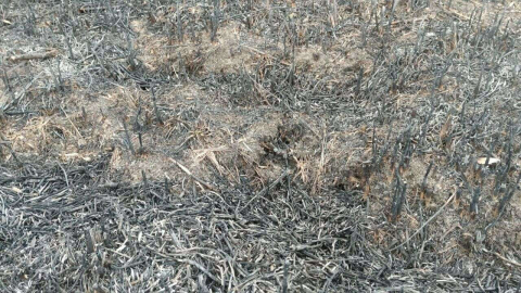 Bursada Otluk Alanda Çıkan Yangının İzleri Gün Ağarınca Ortaya Çıktı