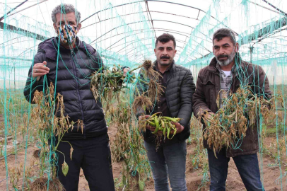 Mersini zirai don vurdu, seralarda ürün kalmadı