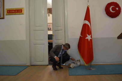 Erdek Kaymakamı Atasoydan kediye şefkat eli