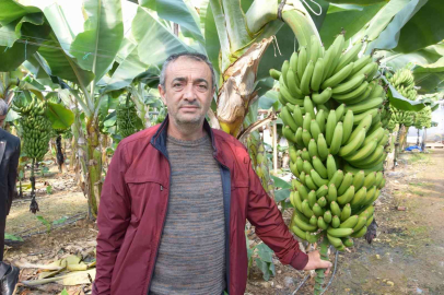Seradan 8 TLye çıkan muz üreticinin yüzünü güldürüyor