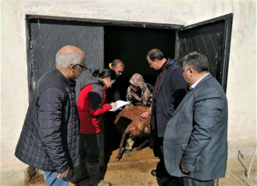 Iğdırdaki küçükbaş hayvan tespiti yapılıyor