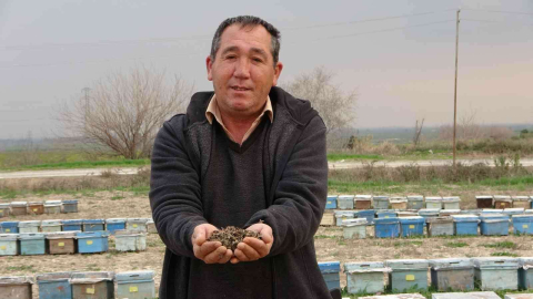Adanada binlerce arı telef oldu