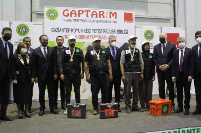 Gaziantepte koyun kırkma yarışmasına yoğun ilgi