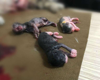 Ölen Hamile Kedinin Karnını Açıp Yavrularını Kurtardı
