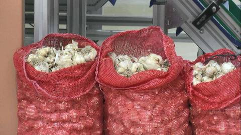 Türkiyenin en iyi sarımsağı Kapadokyada susuz yetişiyor