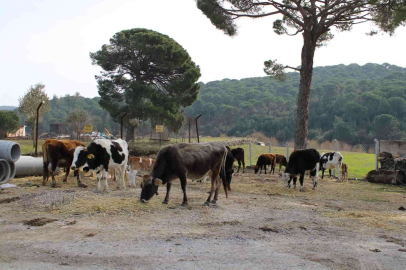 Onlar sadece süt veren inek değil, aynı zamanda ormanları yangınlardan koruyan görevliler