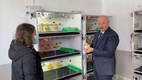 Damızlık kazlardan elde edilen yumurtalar kuluçka makinelerine gönderilmeye başladı