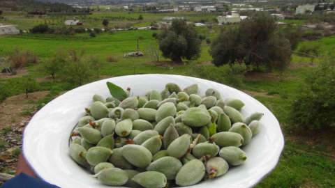 Mersinde yangın bölgesinde çağla hasadı