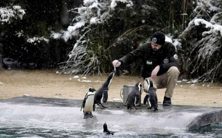 (Özel) Bursada Kar Altında Penguenlerin Beslenme Saati