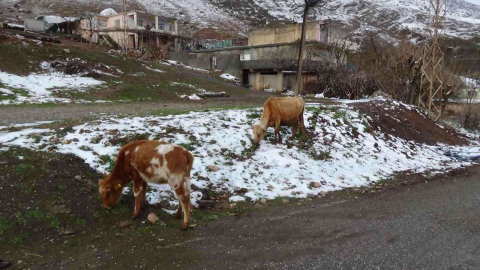 Batmanda sığır besicilerine ücretsiz suni tohumlama desteği