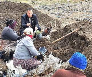 Dinarda lavanta fidan dikimi başladı