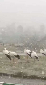 Bursada Soğuktan Donmak Üzere Olan Leylekler Kamerada