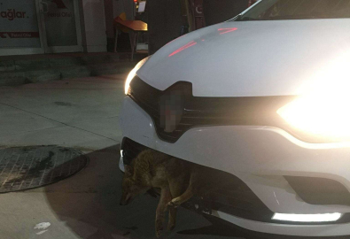 Otomobilin Tamponuna Çakal Saplandı