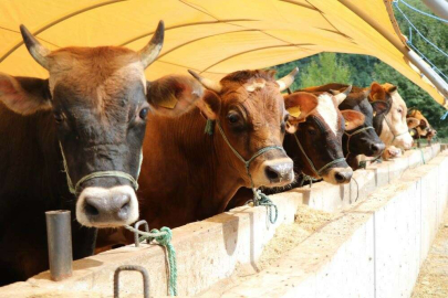 Kırmızı et fiyatlarının düşmesi için dişi malların kesilmemesi ve girdi maliyetlerinin düşürülmesi gerekir