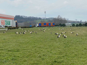 Leyleklerden Zorunlu İniş