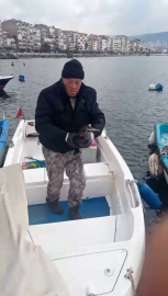 Yaralı Halde Bulundu...denize Döneceği Günü Bekliyor