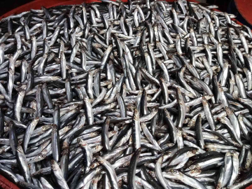 Hamsi karaya vurdu