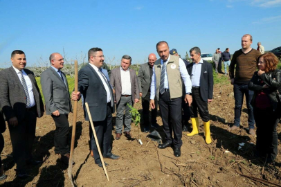 Mudanyada İlek İncir Dikimi Yapıldı