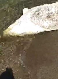 Bursada Ölü Yunus Balığı Karaya Vurdu