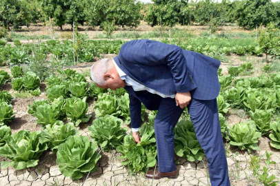 Tarsusta üreticiye dağıtılan marulların hasat zamanı geldi