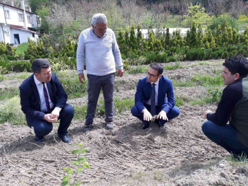 Zonguldakta karaçatlak üzümü üretimi yaygınlaştırılacak