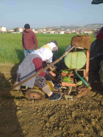 Selendide tütün üreticisinin tatlı telaşı başladı