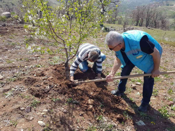 Şaphanede kiraz ve vişne bahçelerinde fenolojik gözlem çalışmaları