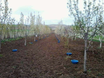 Kütahyalı meyve üreticilerine Bakla zınnı böceği zararlısıyla mücadele uyarısı