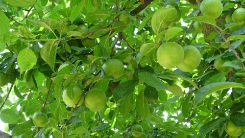 Meşhur İznik Papaz Eriği Hasadı Gün Sayıyor