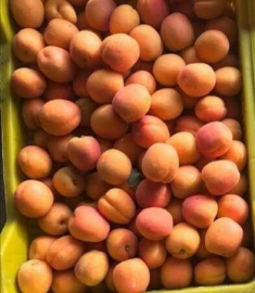 Mutta ıskarta kayısı üreticiyi sevindirdi