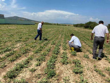 Aslanapada dolunun ürünlerdeki etkileri tespit ediliyor