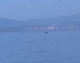 Bursada Yunus Balıklarının Şovu Kameralarda