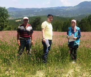 Hisarcıkta yem bitkileri kontrolleri