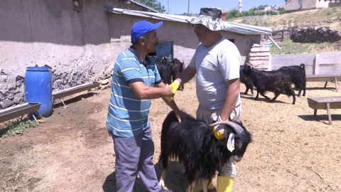 Elazığda kurbanlıklar görücüye çıktı: Fiyatlar 2 bin 500 liradan başlıyor