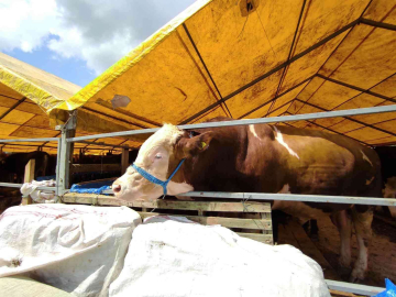 180 kiloluk minik büyükbaş Çakır alıcısını bekliyor