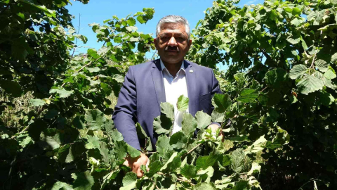 Fındıkta erken hasat uyarısı