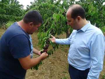 Tekirdağda kiraz hasadı devam ediyor