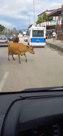 Ana Yola İnen İnekler Araç Sürücülerine Zor Anlar Yaşattı