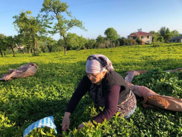 Özel sektör çay alımında ÇAYKURu solladı
