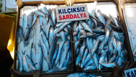 Av yasağından sonra tezgahlar boş kaldı, sardalya vatandaşın vazgeçilmezi oldu