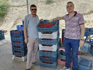 Simavlı çiftçiler kiraz ve vişneden yılda 250 milyon TL gelir elde ediyor