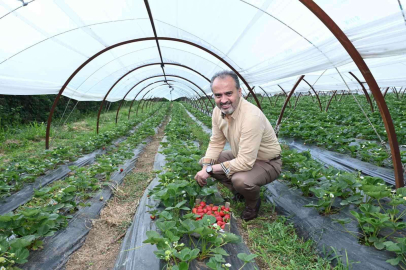 Bursalı Çiftçinin Hasat Bayramı
