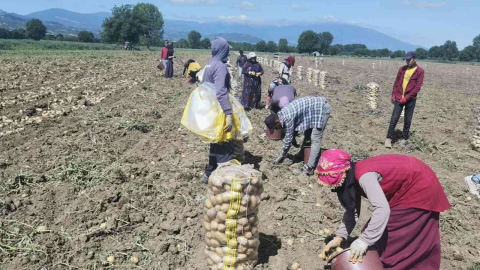 Bursada Patates Hasadı Başladı... Tarlada Kilogramı 7.5 Lira