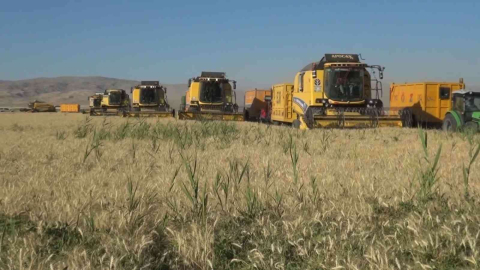 Muş Ovasında arpa ve buğday hasadı