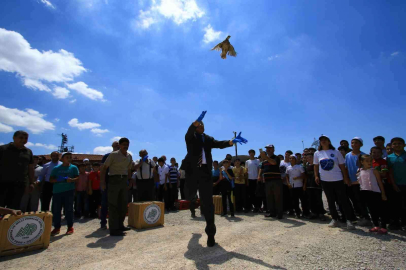 Çorumda doğaya bin 250 kınalı keklik salındı