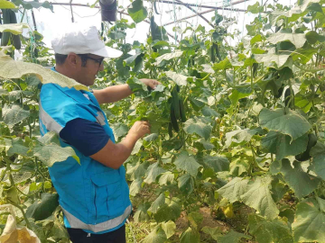 Şaphanede sebzelerde hastalık ve zararlı kontrolleri