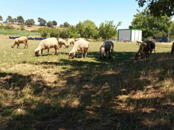 Yenişehire Hayvan Giriş Çıkışları Yasaklandı